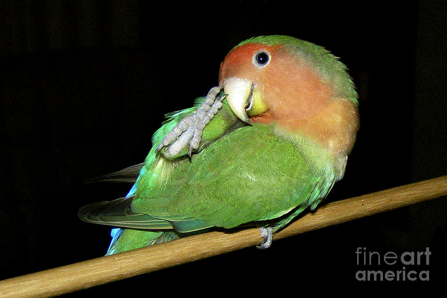 Lovebird Photograph - Itchy Pickle by Terri Waters