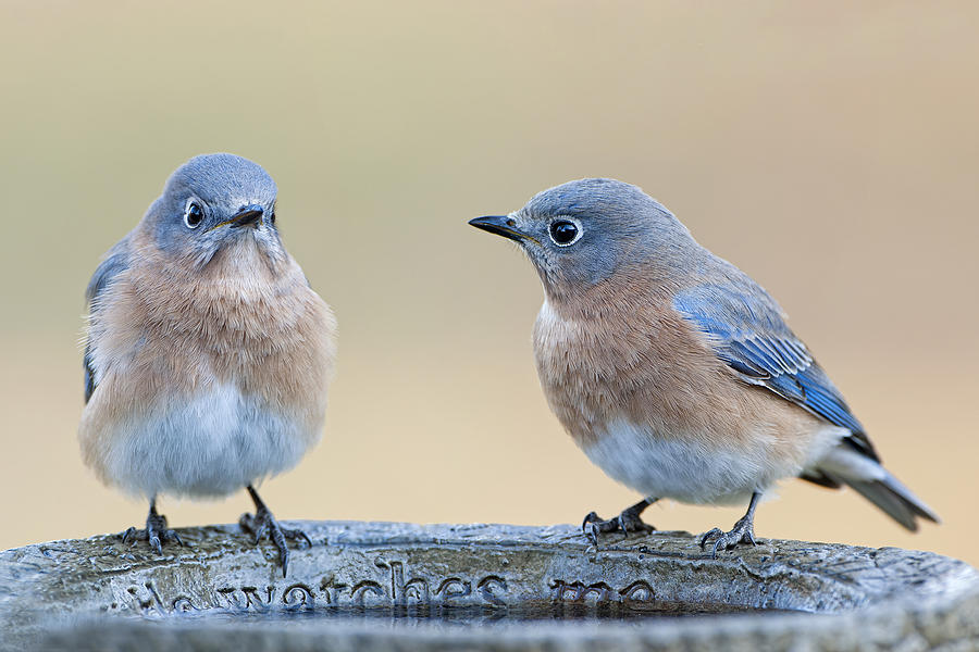Bird Photograph - Its a Bluebird Morning by Bonnie Barry