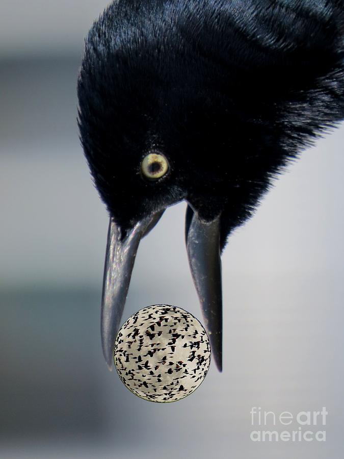Its a Crazy World of Blackbirds Photograph by Scott Cameron