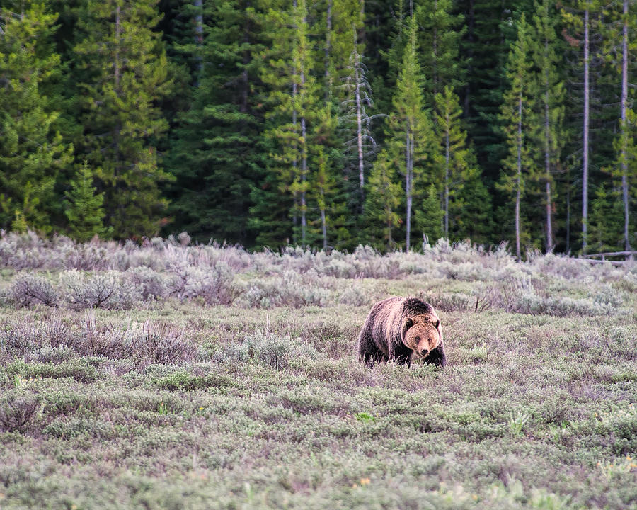 Its a Grizzly Bear Photograph by Joan Herwig