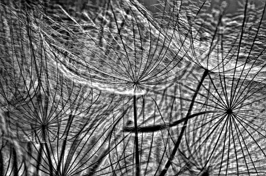Abstract Photograph - Its a Jungle in There bw by Steve Harrington
