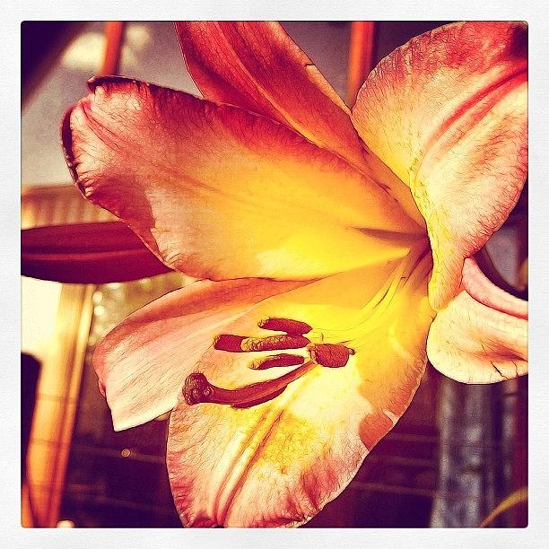 Flowers Still Life Photograph - Its A Lilly Inferno!
#lilly #flora by Robert Campbell