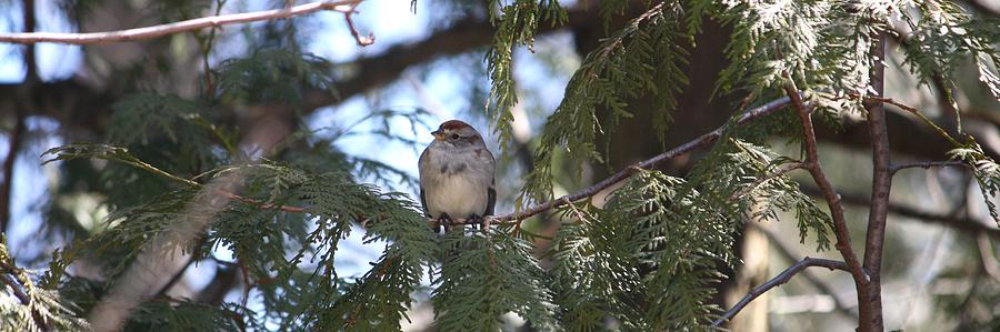 Sparrow Photograph - Its A Lovely Day by Sue Chisholm
