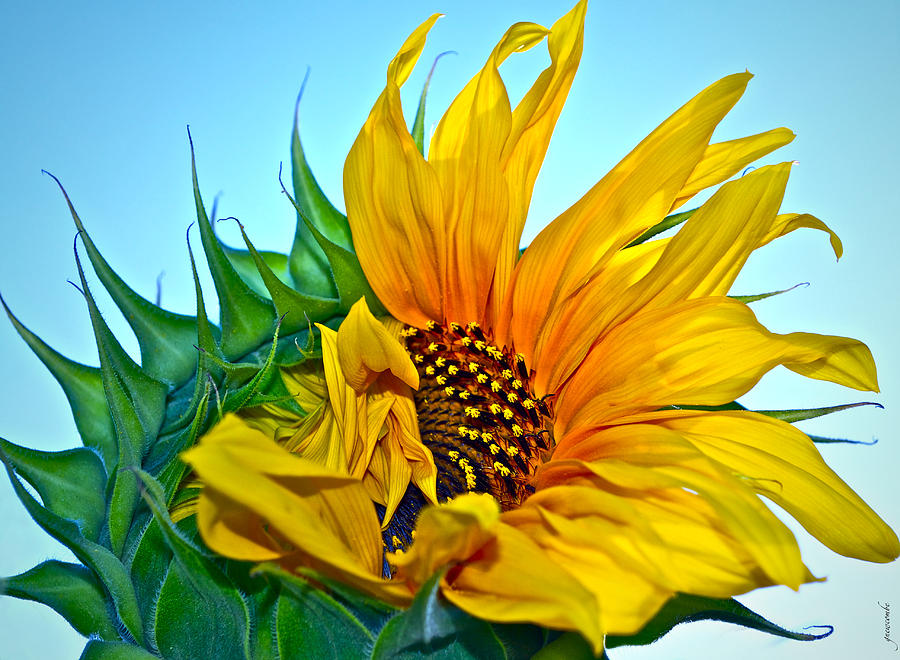 Sunflower Photograph - Its A New Dawn by Gwyn Newcombe