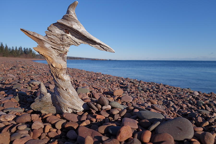 Beach Photograph - Its a really cool driftwood by Sandra Updyke