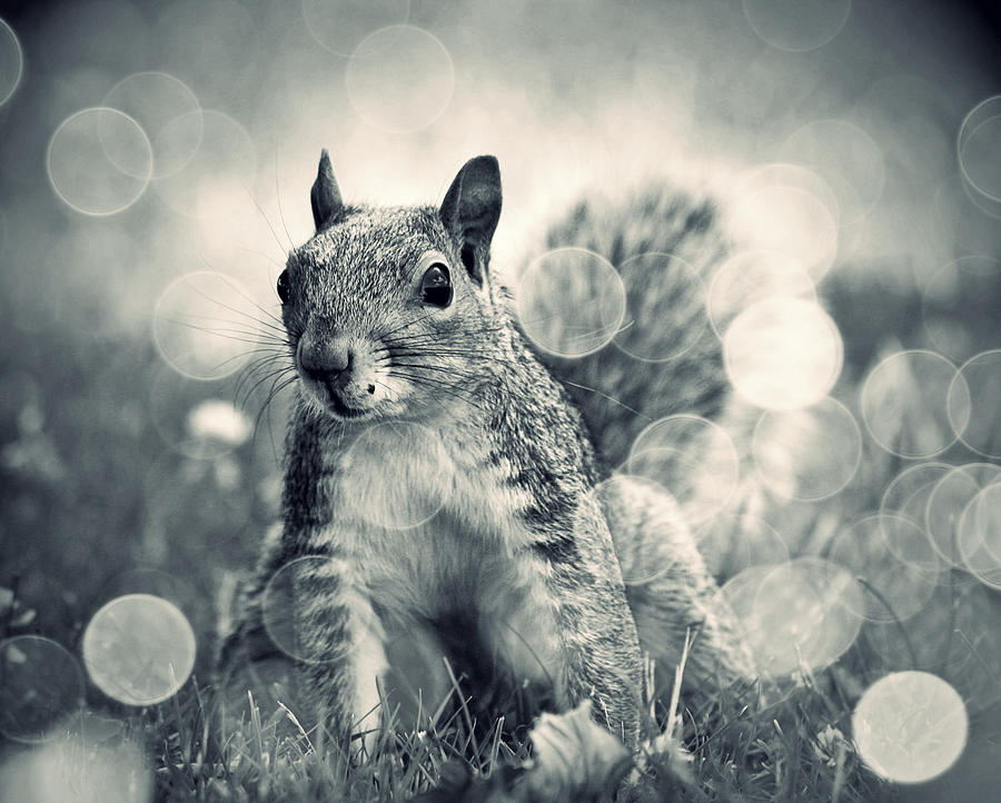 Its A Squirrels World Too Photograph