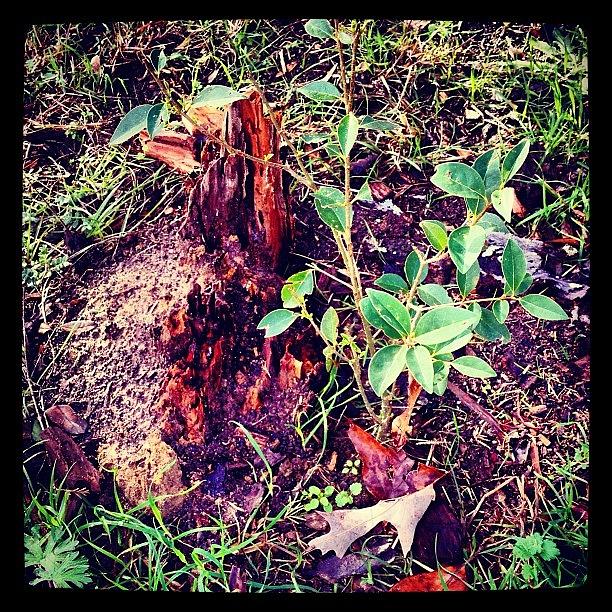 Resurrected Photograph - Its Alive! Baby Apple Tree by Sara Jones
