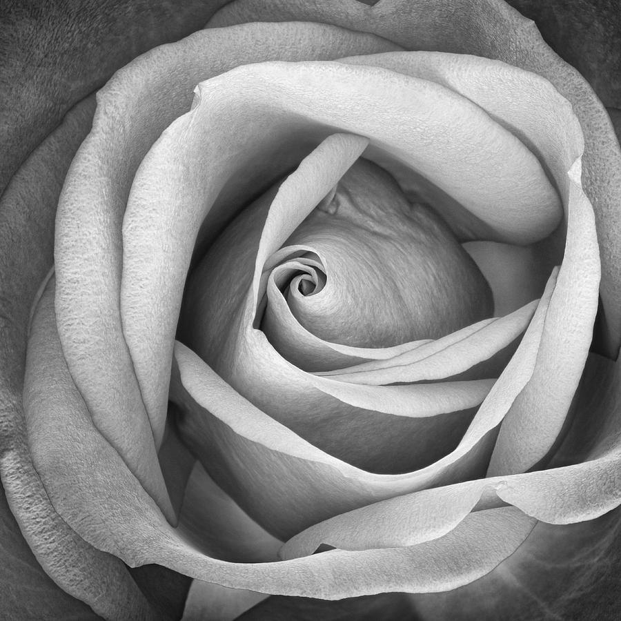 Its All About the Inner Beauty BW Photograph by Jeff Abrahamson