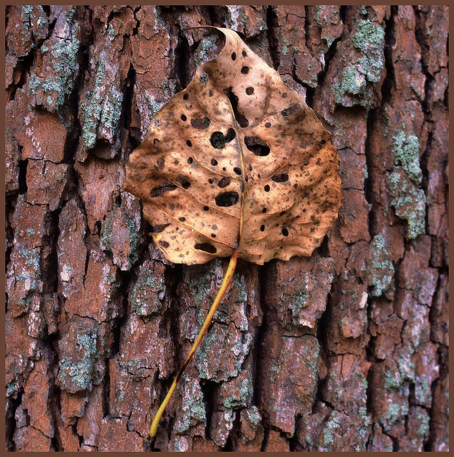 Its Bark Is Worse Than Its Leaf Photograph by Jeffrey Platt