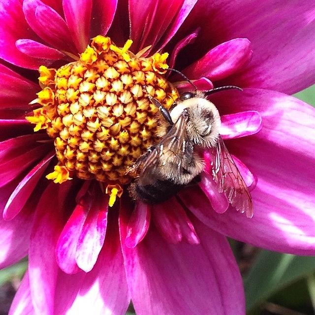 Nature Photograph - Its Bee Day At Longwood. This Little by Traci Law