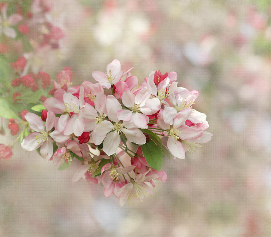 Flower Photograph - Its Blossom Time by Kim Hojnacki