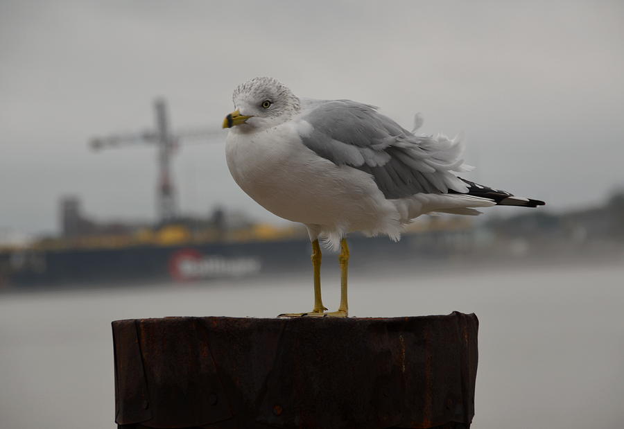Seagull Photograph - Its Cold by Richard Booth