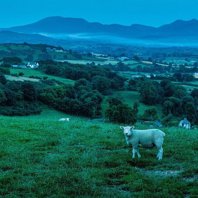 Sheep Photograph - Its Getting Cold Again, N.ireland by Aleck Cartwright