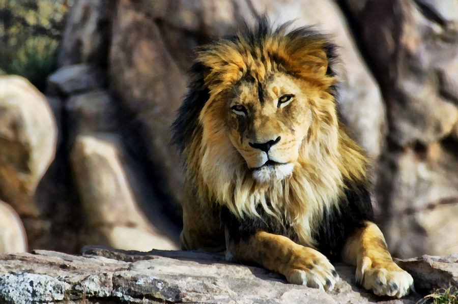 Jungle Photograph - Its Good To Be King by Angelina Tamez