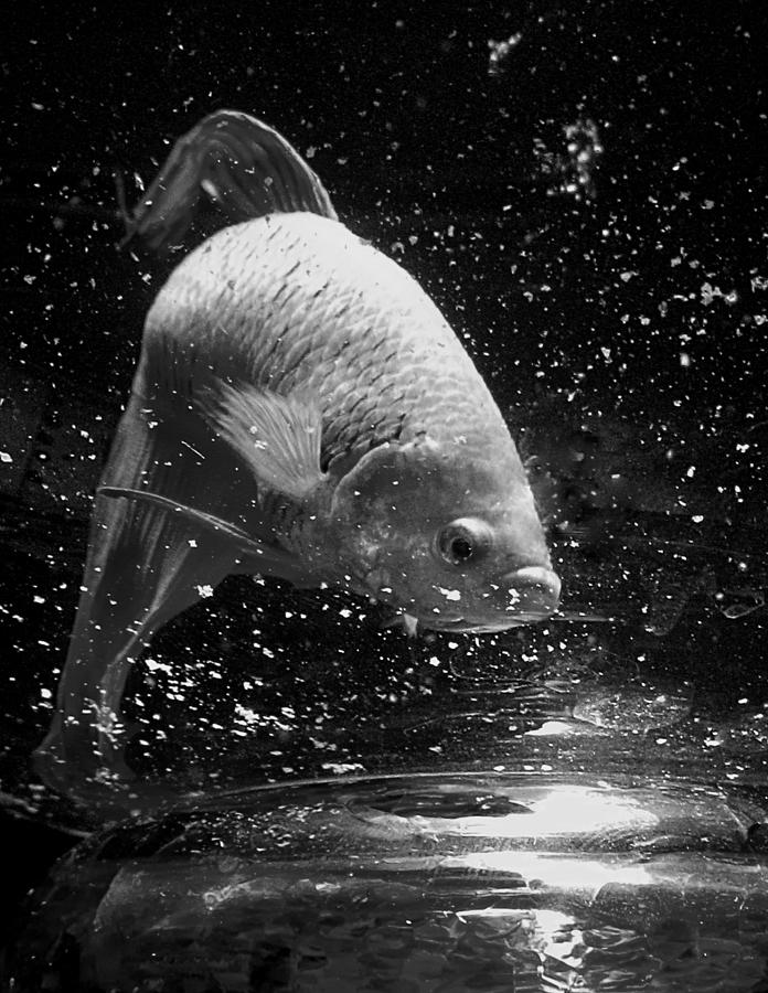 Its Just A Fish Photograph by Lori Lafargue