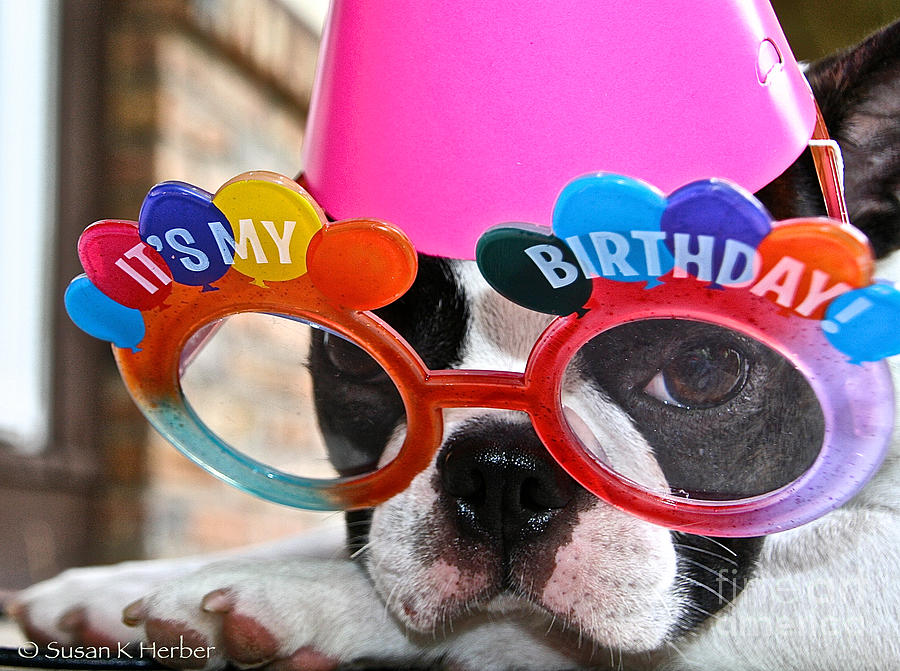 It's My Birthday Photograph by Susan Herber - Fine Art America