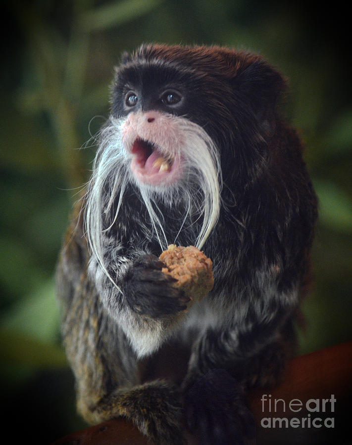 Its My Cookie Said the Emperor Tamarin Photograph by Jim Fitzpatrick
