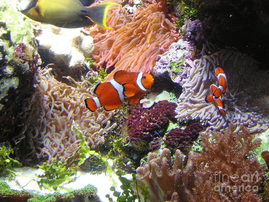 Fish Photograph - Its Nemo by Crystal Miller