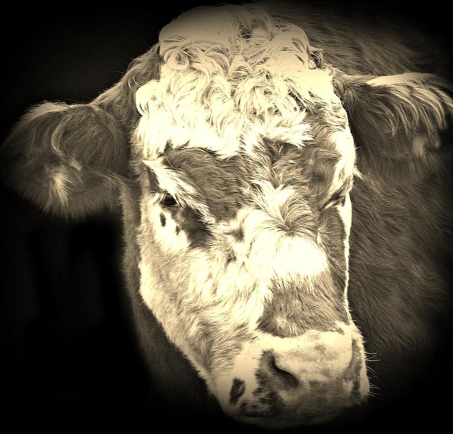 Portrait Photograph - Its No Bull by Barbara S Nickerson