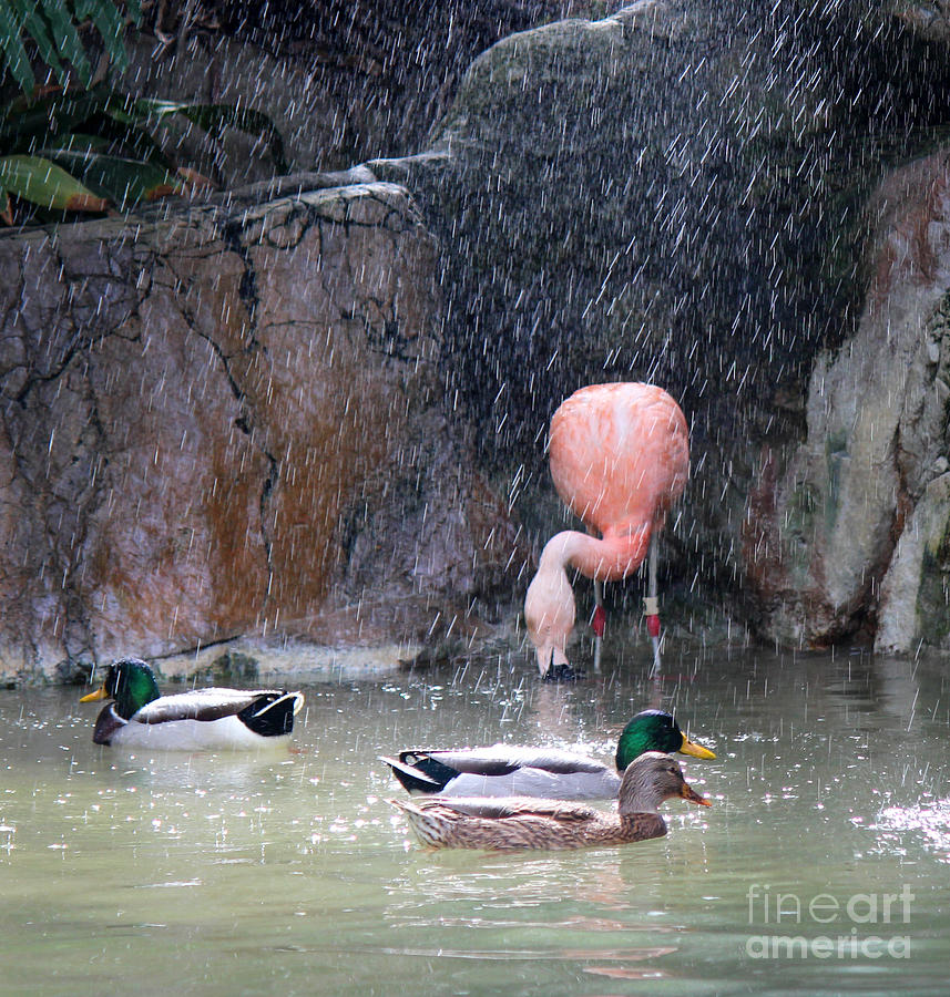 Flamingo Photograph - Its Raining by Cheryl Del Toro
