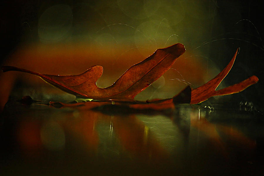 Its Raining Fall  Photograph by Tammy Schneider