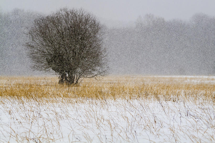 Nature Photograph - Its Snowing  9251  by Karen Celella