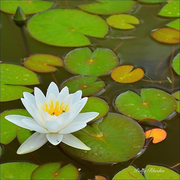 Its That Water Lily Time Of Year Photograph by Polly Rhodes