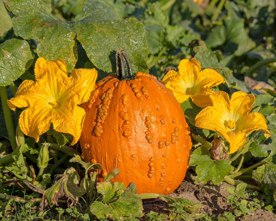 It's the great pumpkin Photograph by Derek Reichert - Pixels