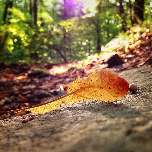 Fall Photograph - Its The #littlethings #iphone #autumn by Craig Szymanski