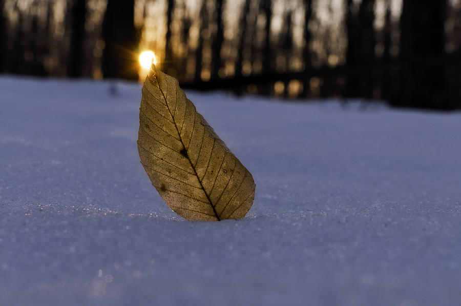 Winter Photograph - Its the Small Things by Craig Szymanski