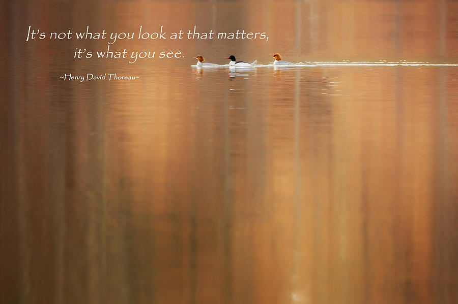 Its What You See Photograph by Bill Wakeley