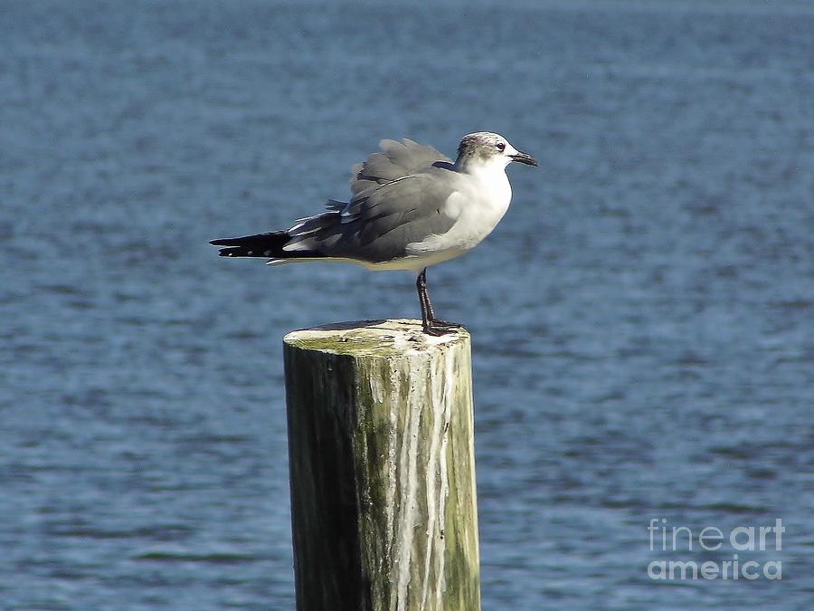 Seagull Photograph - Its Windy Out Here by D Hackett