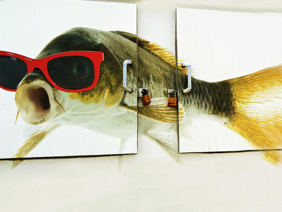 Its Your Fish with Shades Photograph by Pamela Patch