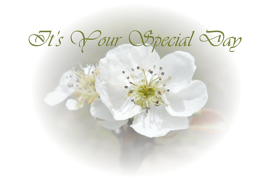 Its Your Special Day Photograph by Judy Hall-Folde