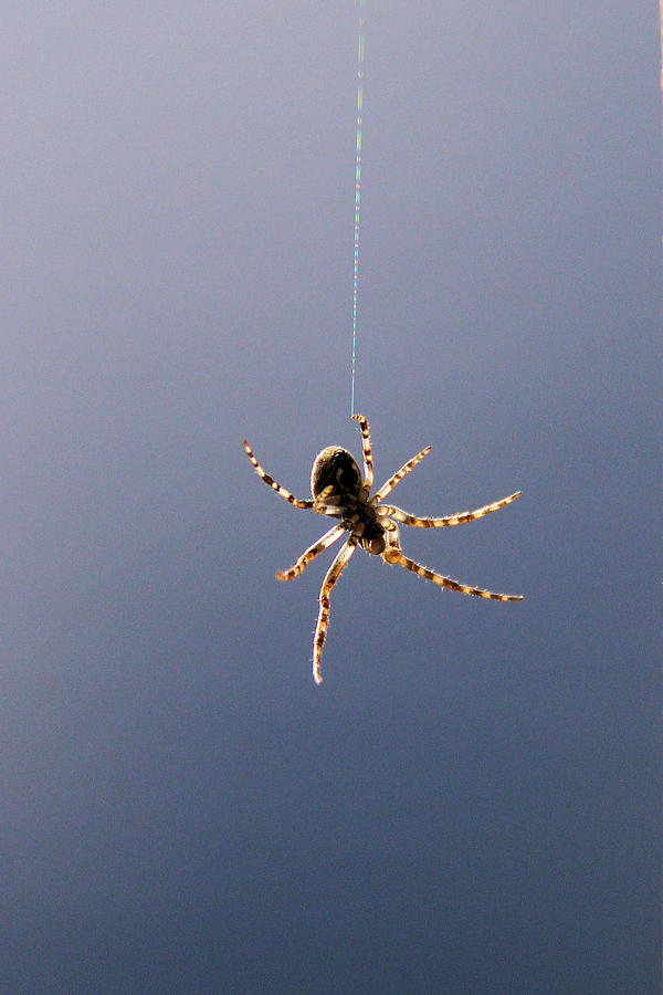 Itsy bitsy spider ... Photograph by Doris Potter