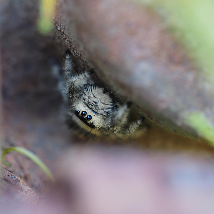 Spider Photograph - Itsy Bitsy Spider by Cristel Mol-Dellepoort
