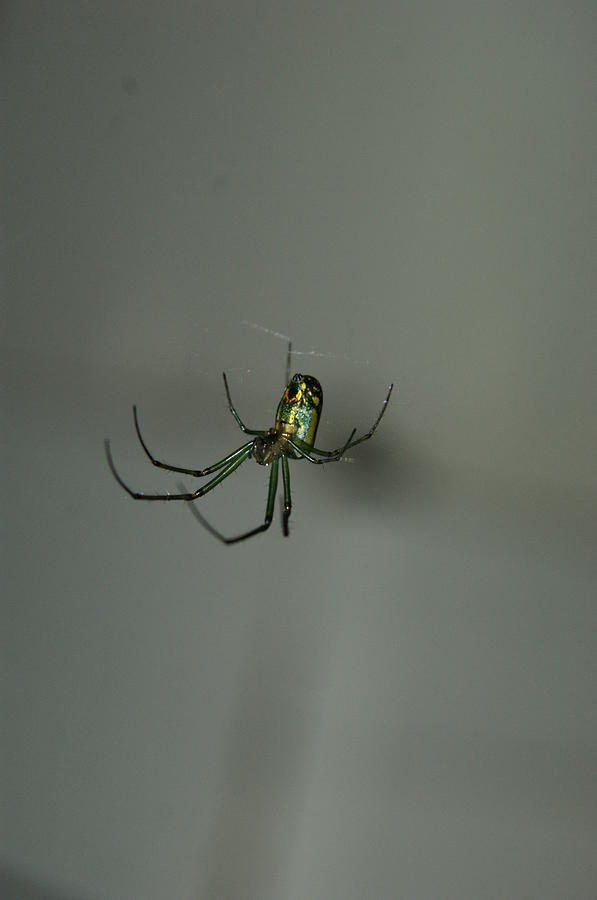 Backyard Photograph - Itsy Bitsy Spider by Heidi Poulin Backyard Photograph - Itsy Bitsy Spider by Heidi Poulin