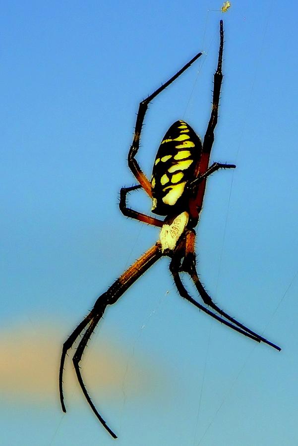 Itsy Bitsy Spider Photograph by Karen Wiles