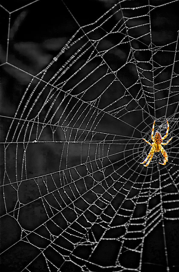 Spider Photograph - Itsy Bitsy Spider My Ass 3 by Steve Harrington