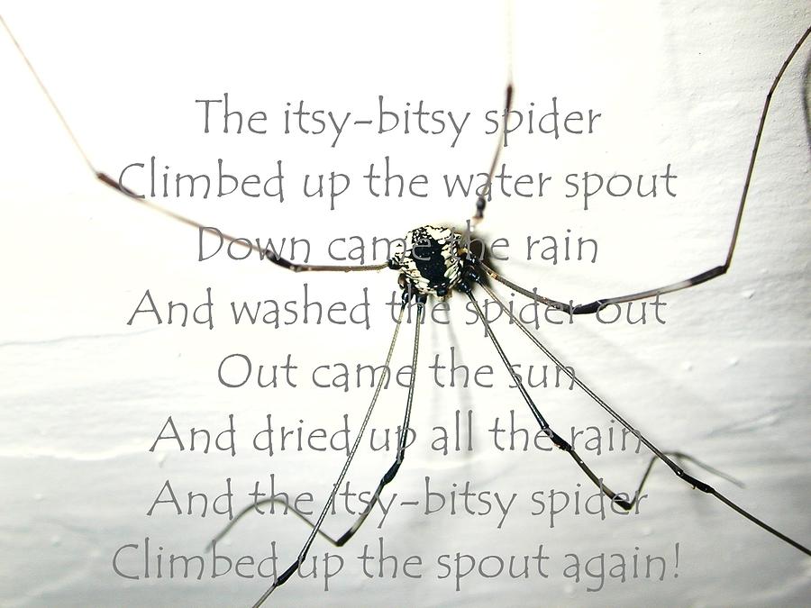 Itsy Bitsy Spider Photograph by Nina-Rosa Dudy