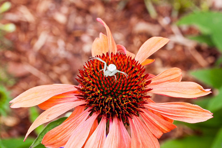 Flower Photograph - Itsy Bitsy Spider Walking On The Flower by Hasnain Shabbir Flower Photograph - Itsy Bitsy Spider Walking On The Flower by Hasnain Shabbir