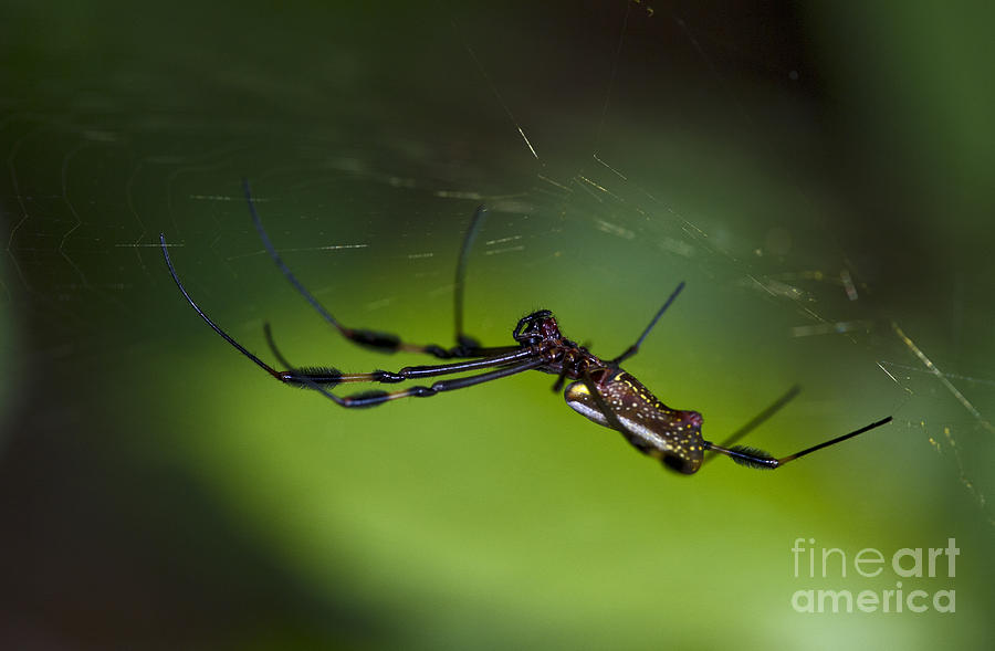 Itzy Bitzy Spider... Photograph by Nina Stavlund