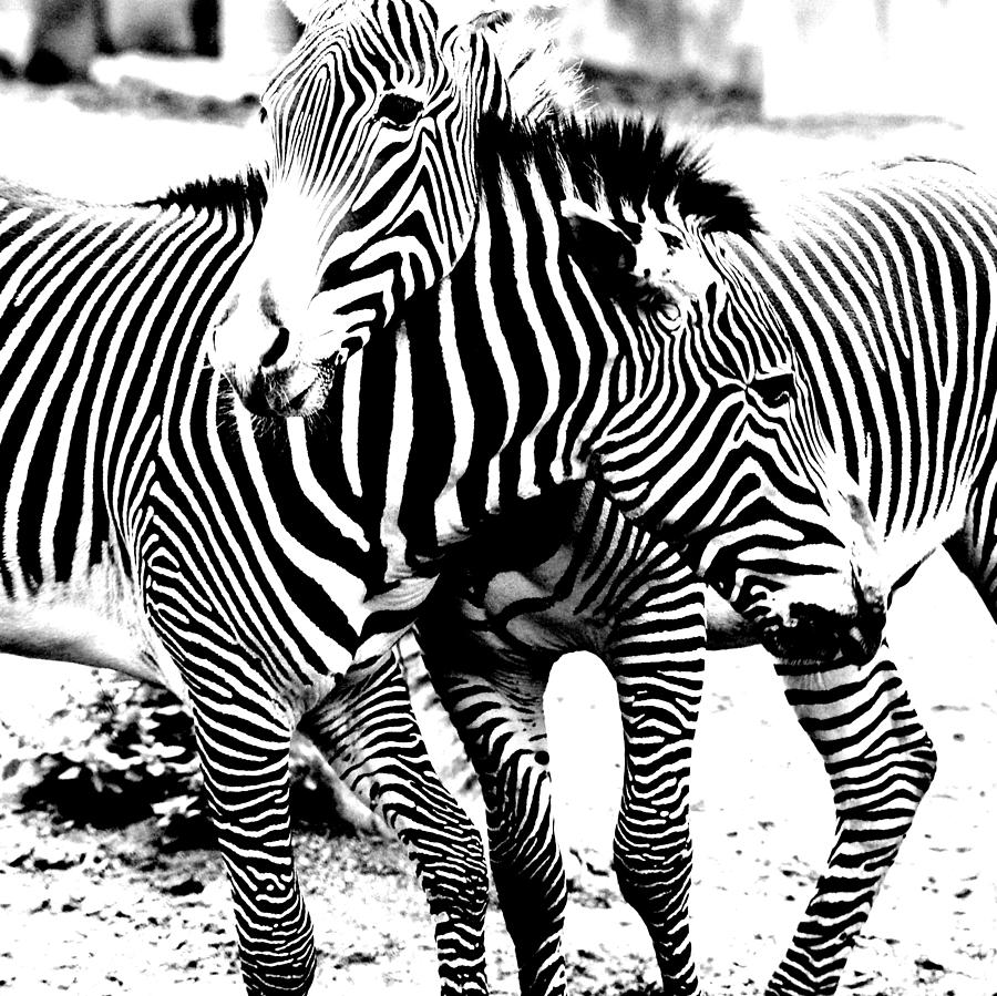 Ive Got Stripes Photograph by Jeremiah John McBride