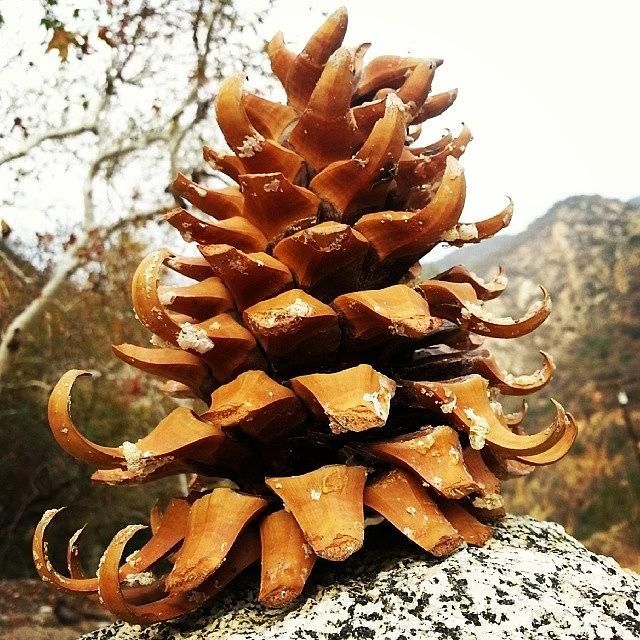 Arcadia Photograph - Ive Never Seen A Curly Pinecone Until by Carolyn Toshach