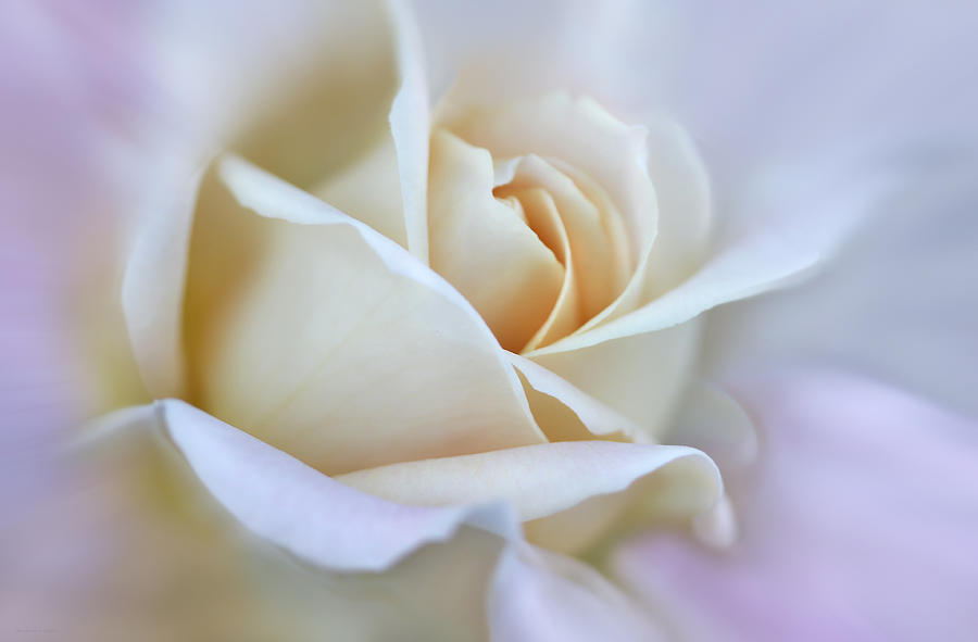 Summer Photograph - Ivory and Pink Abstract Rose Flower by Jennie Marie Schell