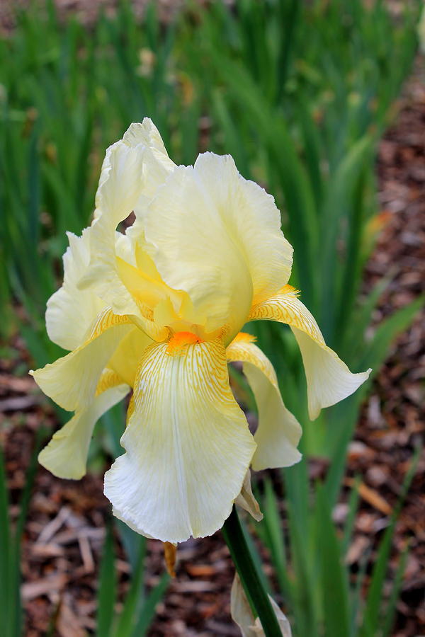 Ivory And White Iris Photograph