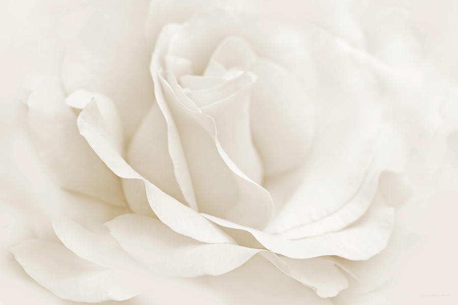 Nature Photograph - Ivory Ballerina Rose Flower by Jennie Marie Schell