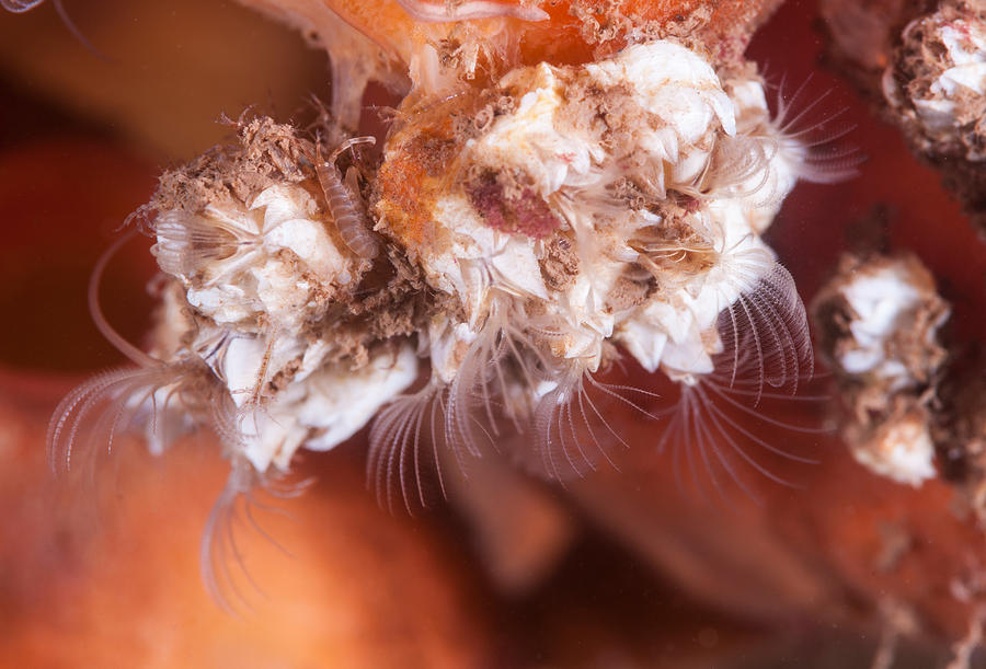 Ivory Barnacles Photograph by Andrew J Martinez