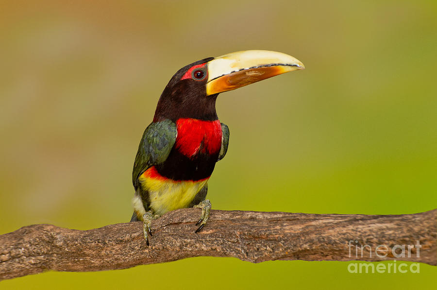 Ivory-billed Aracari-perched Photograph by Anthony Mercieca