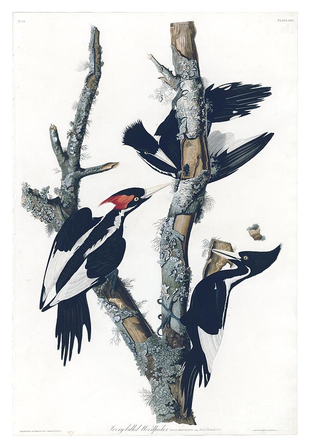 Ivory-billed Woodpecker  Drawing by Celestial Images